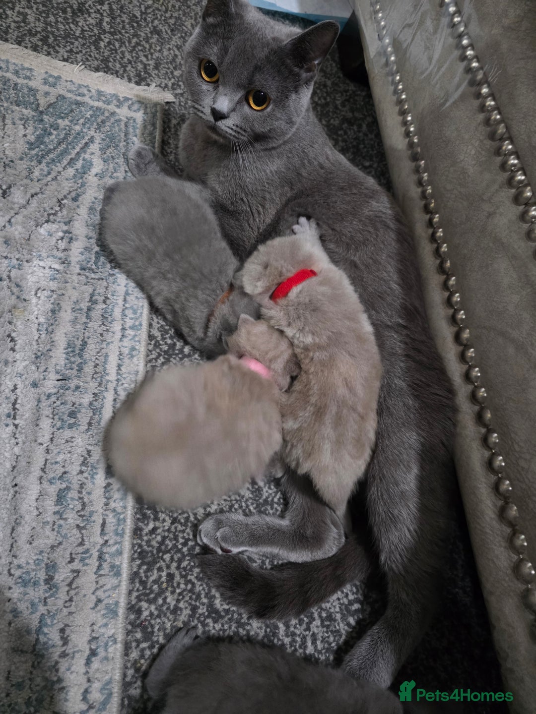 British Shorthair cats for sale: ** LAST ONE LEFT BLUE MALE British Shorthair ** - Advert 6