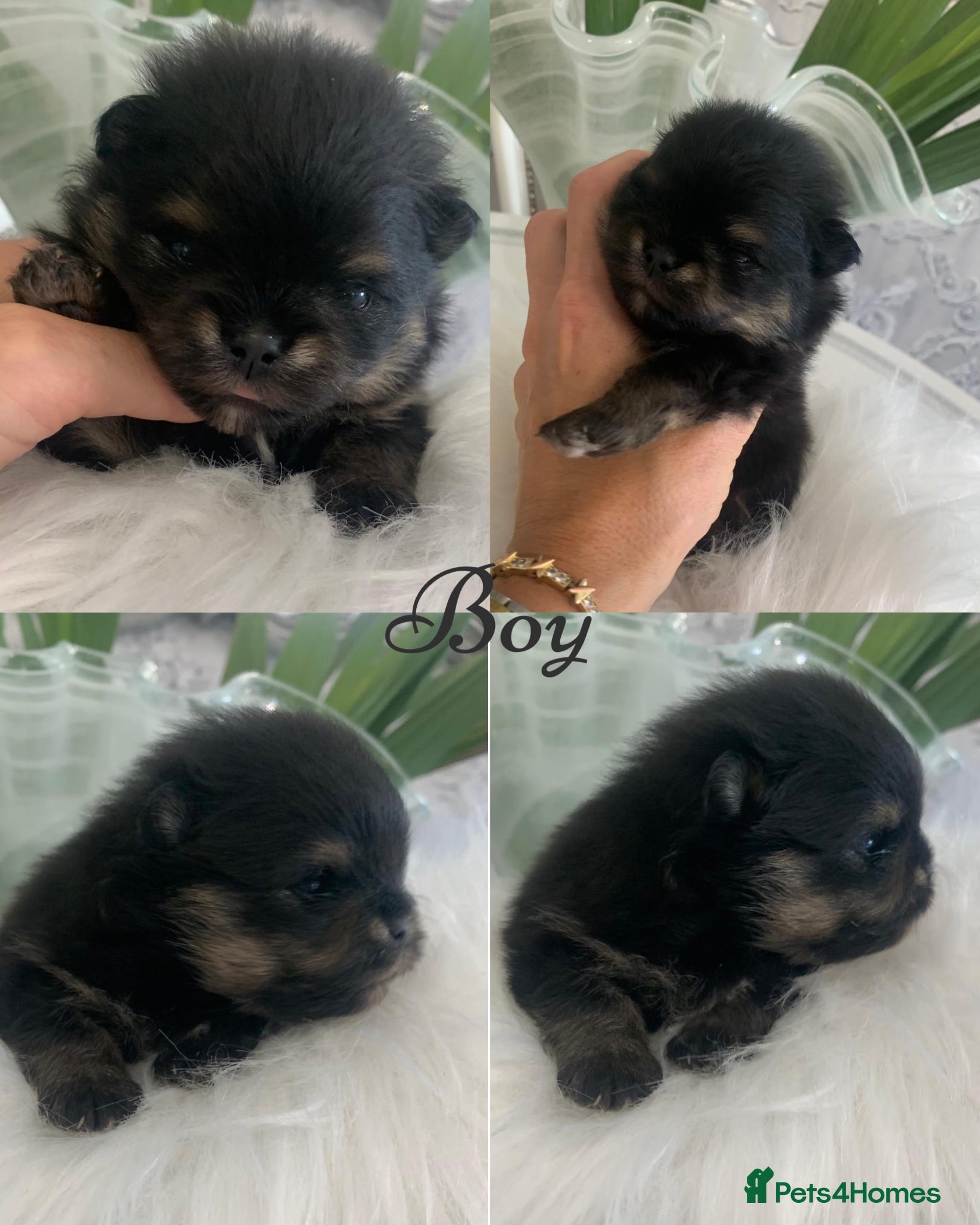 Pomeranian dogs Outstanding KC Tiny baby Poms puppies  - Advert 10