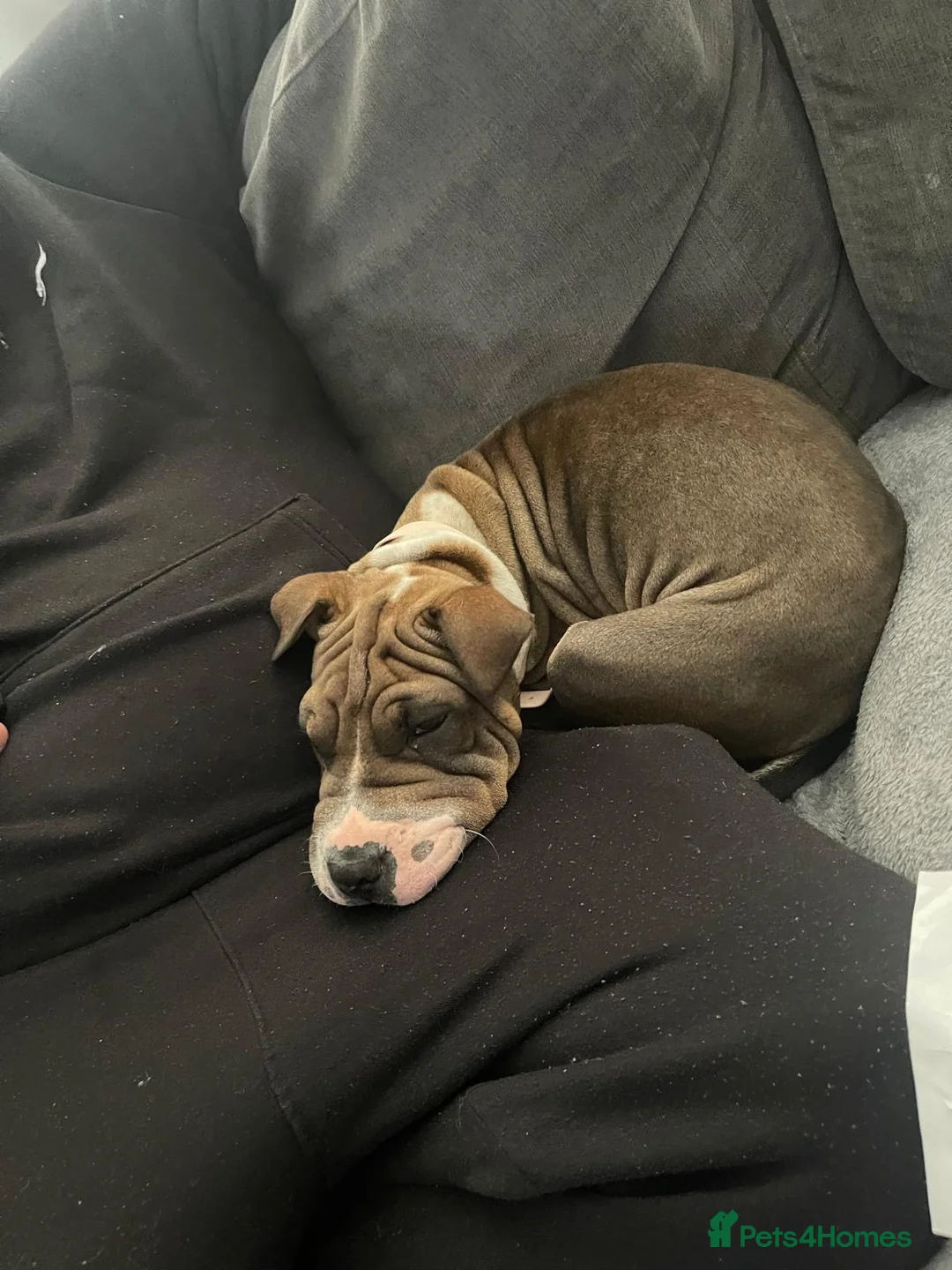 Mixed Breed dogs for sale: Shar pei cross American bulldog  - Advert 6