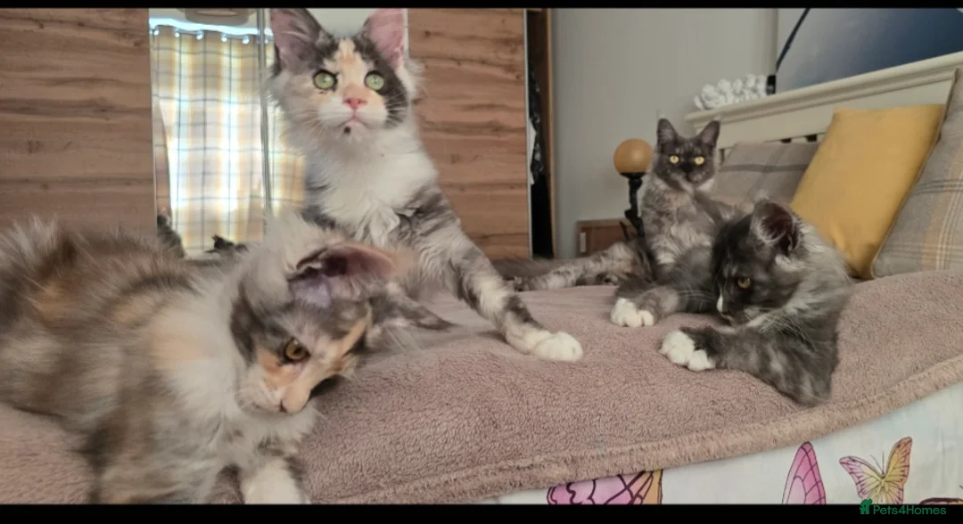 Maine Coon cats for sale: Stunning Maincoon kittens in Peterborough - Advert 1