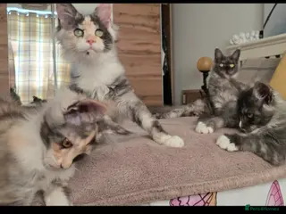 Maine Coon cats Stunning Maincoon kittens in Peterborough - Advert 10