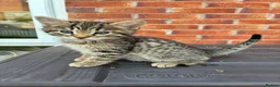 Bengal cats for sale: LAST FEMALE KITTEN READY NOW - Advert 3
