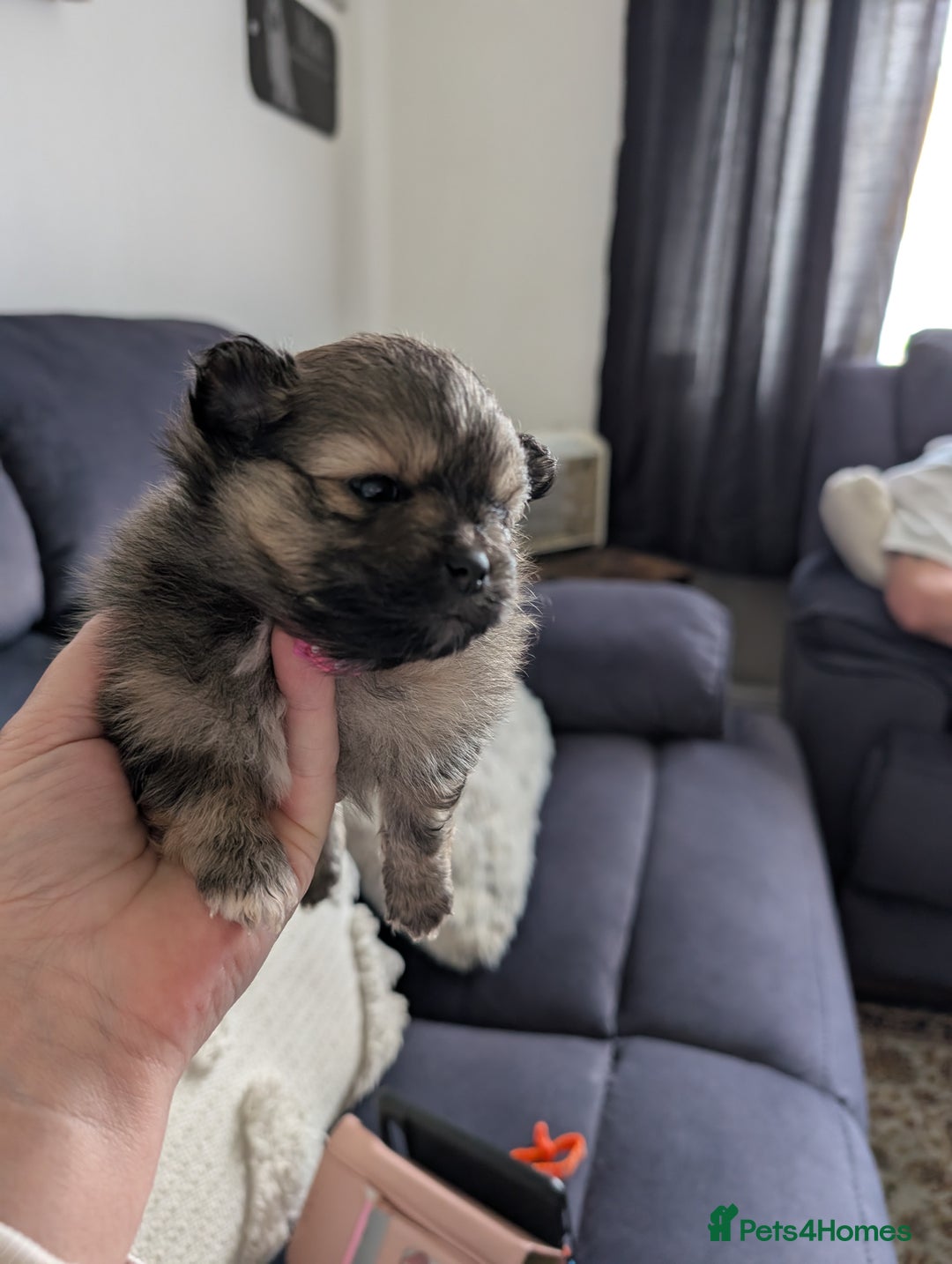 Pomeranian dogs for sale: Beautiful pups - Image 14