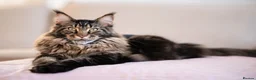 Mixed Breed cats for sale: Ragcoon kittens ready now  - Advert 1