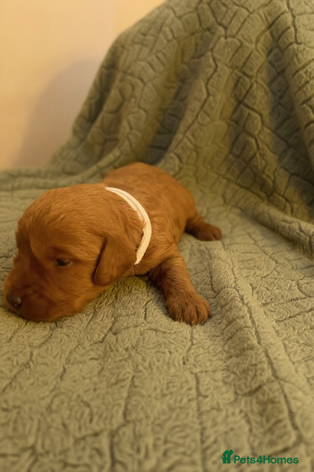 Labradoodle dogs for sale: 🐾F1b Healthy Labradoodle Puppies – Ready 18 Dec🐾 - Advert 19