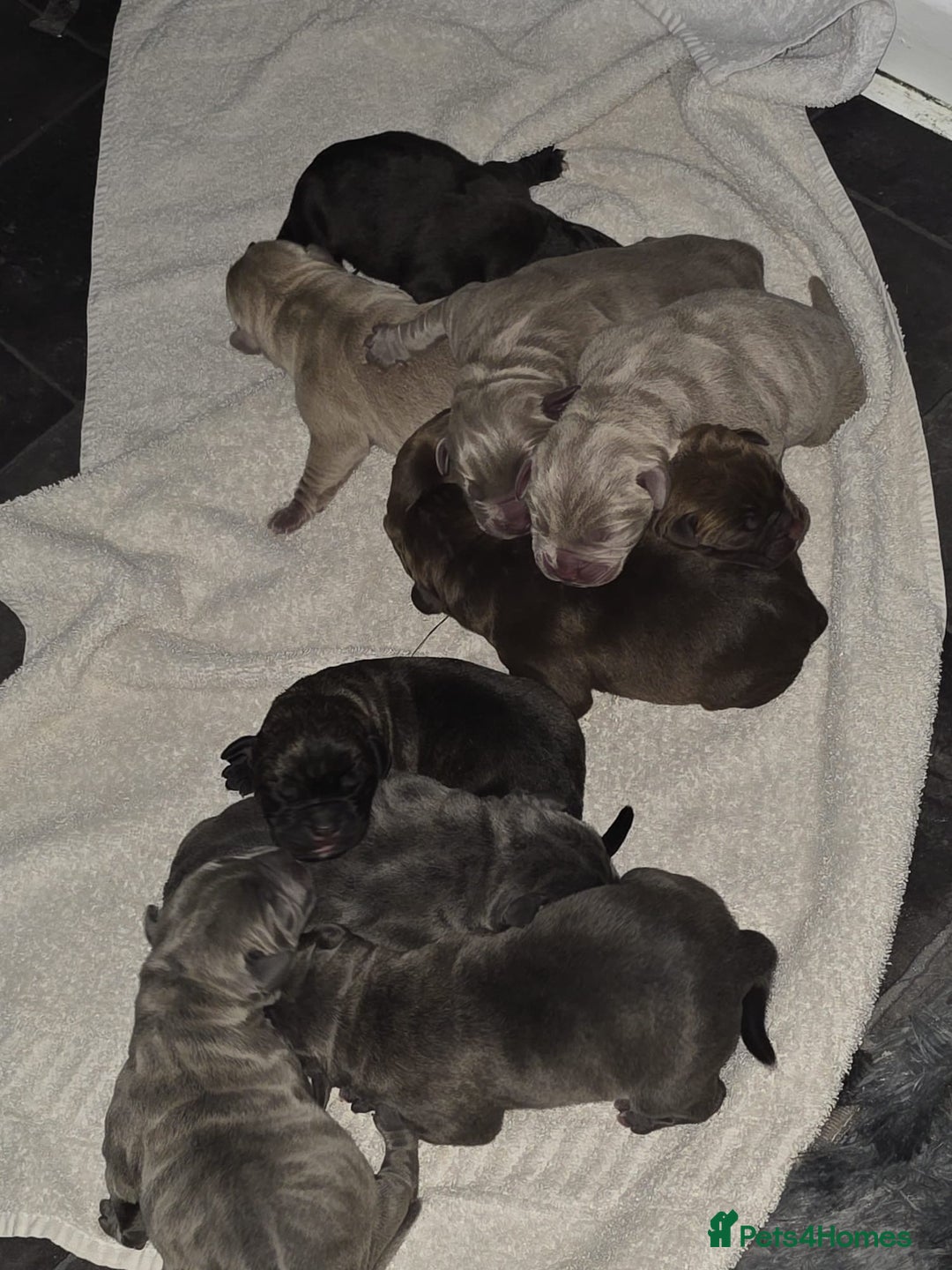Mixed Breed dogs for sale: Puppies for Sale!! - Advert 8
