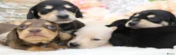 Miniature Dachshund dogs for sale: KC Miniature Dachshund Puppies - Advert 22