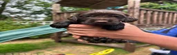 Sprocker dogs for sale: F1 sprockers in Haltwhistle - Advert 9
