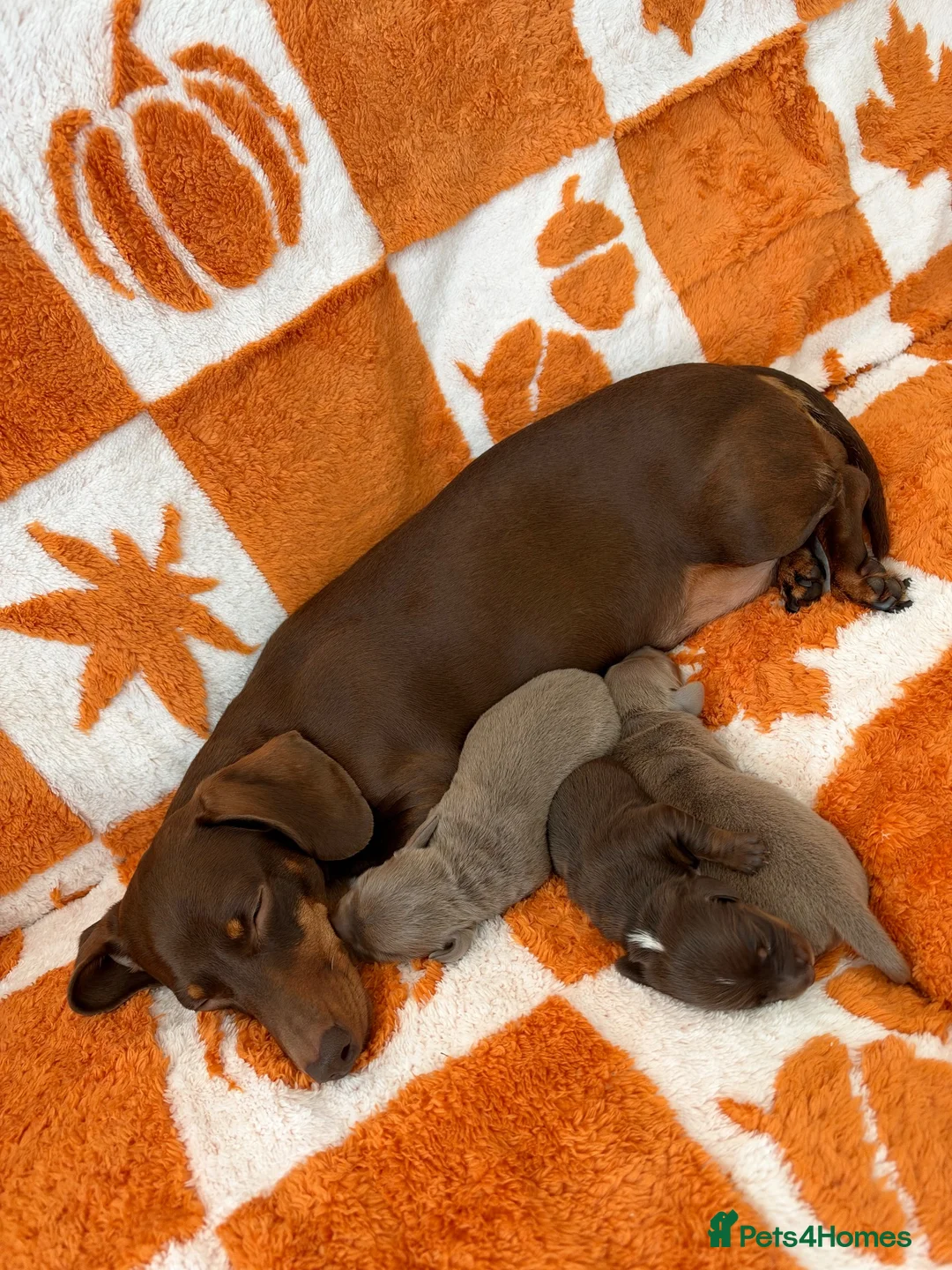 Miniature Dachshund dogs for sale: Stunning Miniature Dachshund in Sleaford - Advert 9