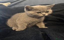 British Shorthair cats for sale: British shorthair  - Image 6