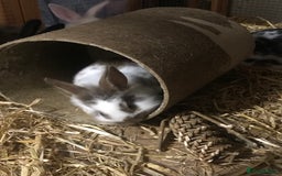 Mixed Breed rabbits for sale: Baby rabbits mixed breed  - Image 5