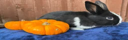 French Lop rabbits for sale: 5 Beautiful French lops  - Advert 19
