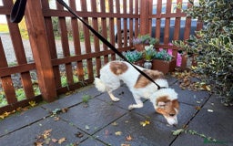 Mixed Breed dogs for adoption: Freud - Norwich Norfolk  - Advert 7