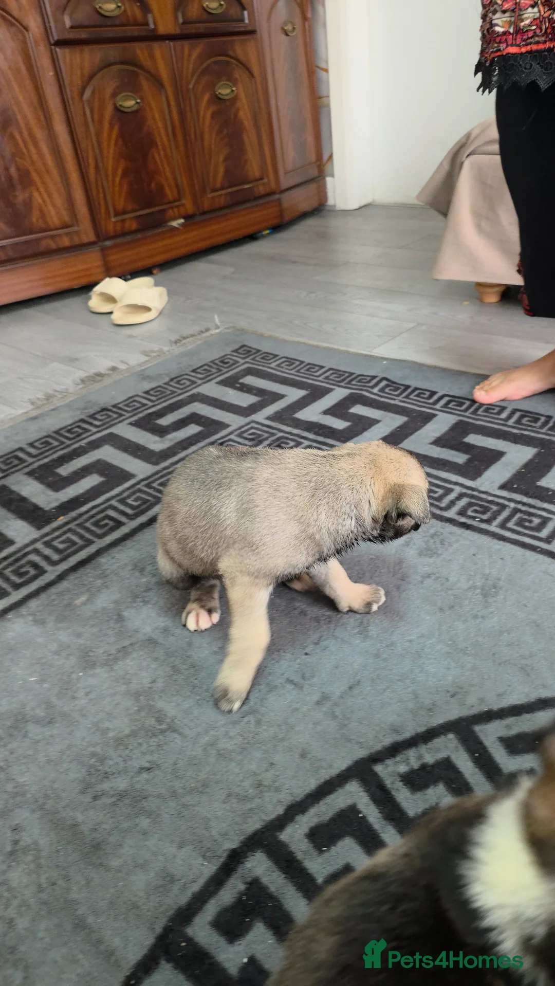 Mixed Breed dogs for sale: Siberian husky puppies  - Advert 5