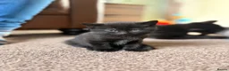 Mixed Breed cats for sale: 4 Beautiful Kittens Looking for Loving Homes - Advert 7