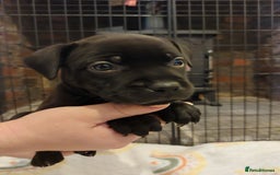 Staffordshire Bull Terrier dogs for sale: *2 left* Stunning Chunky KC Staffy Pups - Image 11