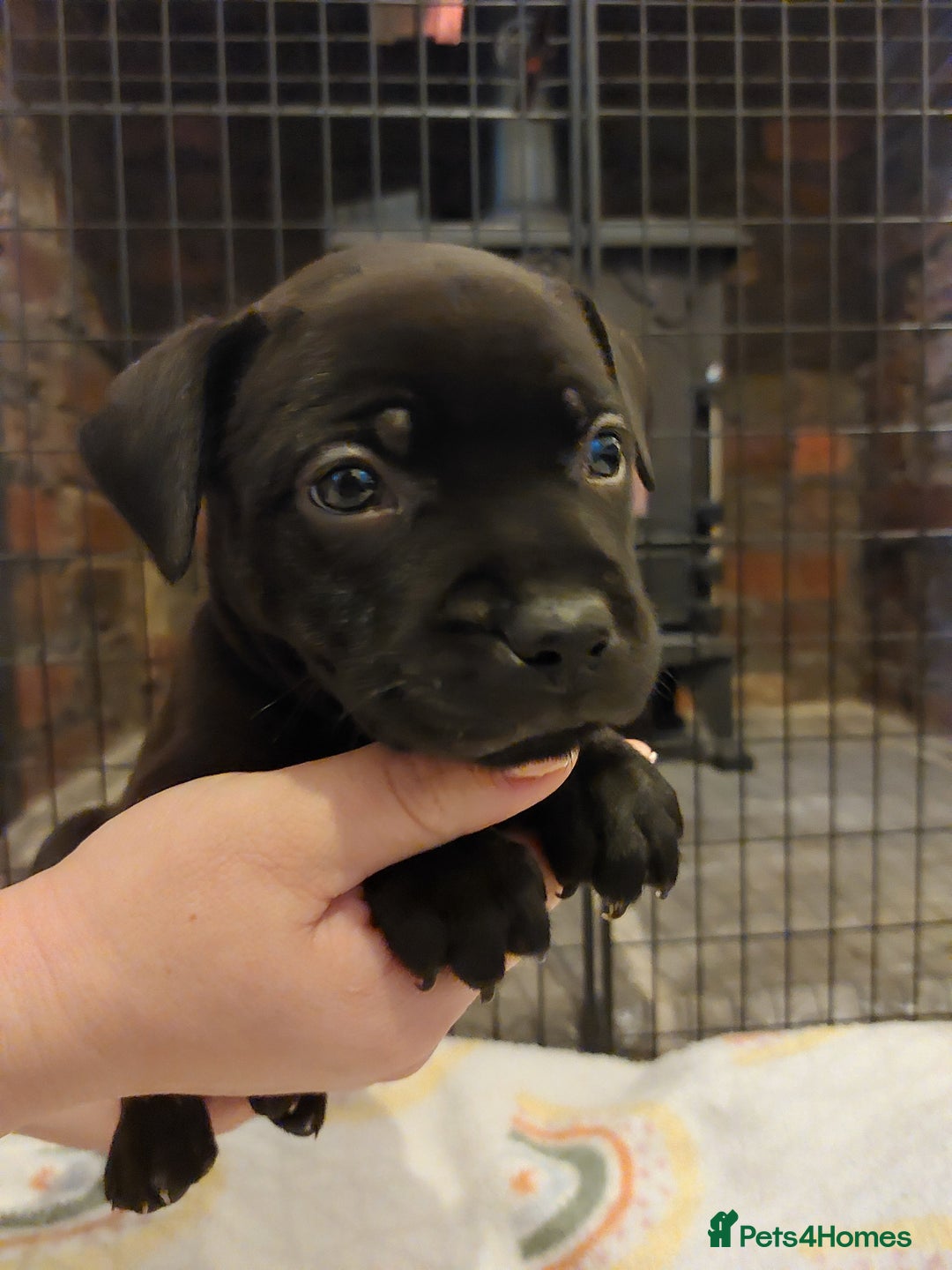 Staffordshire Bull Terrier dogs for sale: *2 left* Stunning Chunky KC Staffy Pups - Image 11