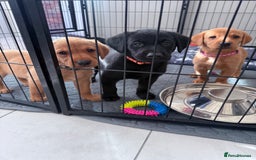 Labrador Retriever dogs for sale: Stunning Labrador with free insurance fox/black - Image 40