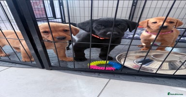 Labrador Retriever dogs - Advert 8