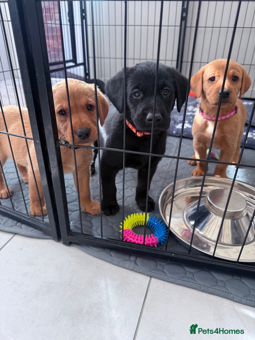Labrador Retriever dogs for sale: Stunning Labrador with free insurance fox/black - Image 40