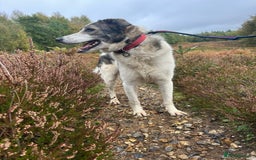 Mixed Breed dogs for adoption: Matteo - Norwich Norfolk  - Image 6