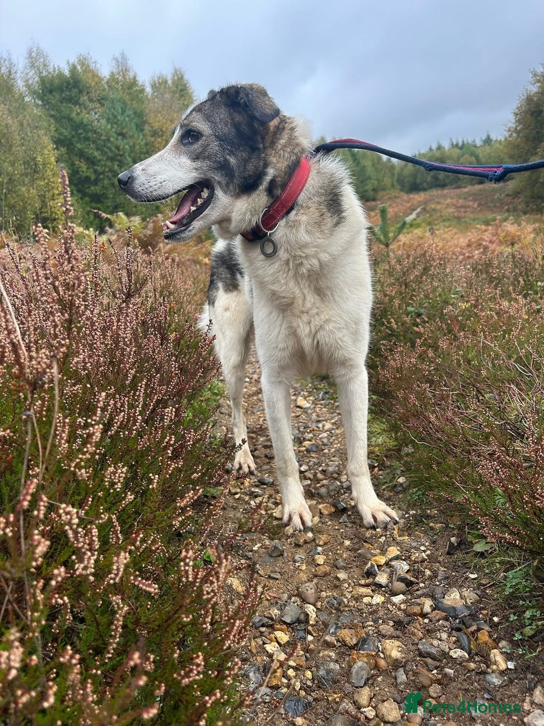 Mixed Breed dogs for adoption: Matteo - Norwich Norfolk  - Image 6