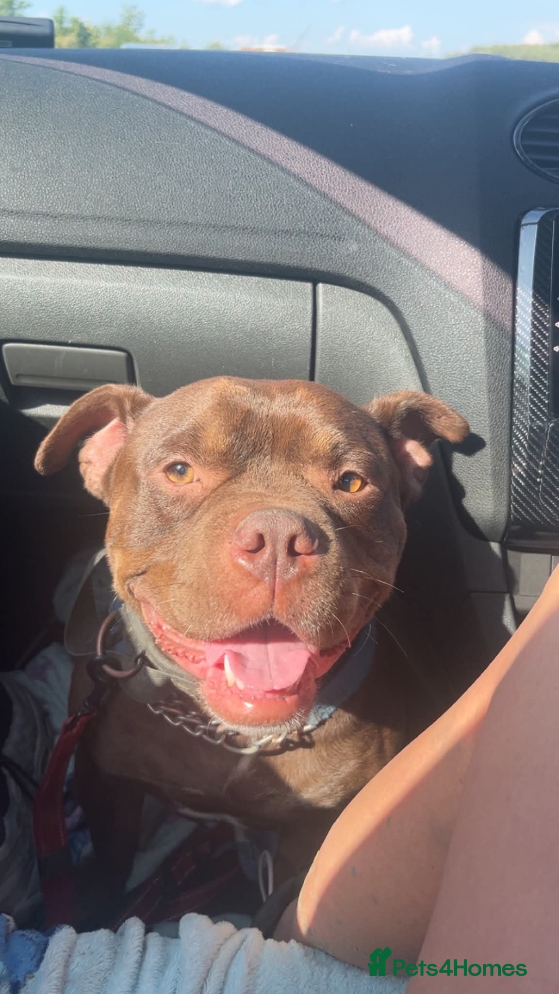 American Bully dogs for sale: Beautiful Pocket Bully - Advert 2