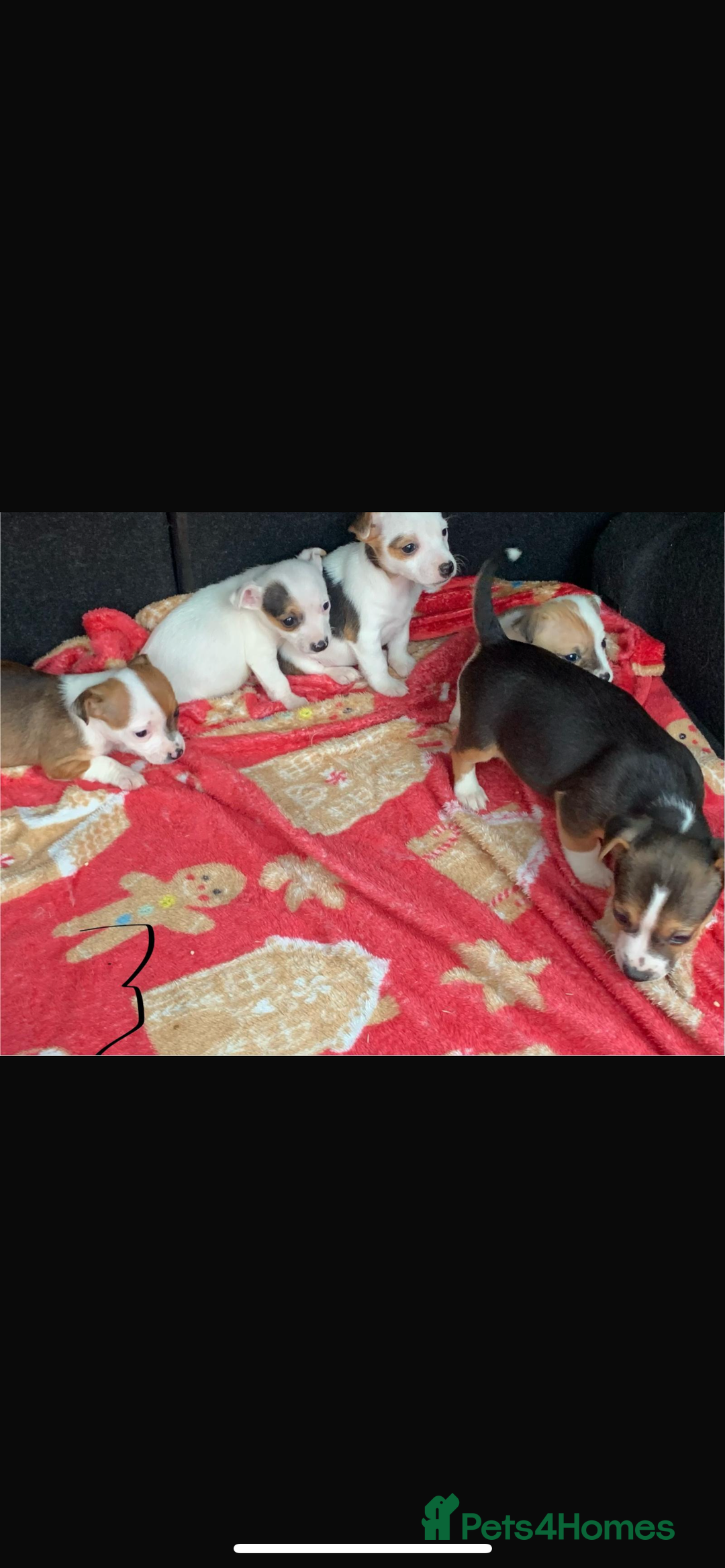 Jack Russell dogs for sale: Jack Russel  - Advert 4