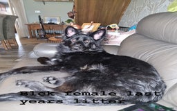German Shepherd dogs for sale: hip scored DM Clear and DNA tested parents - Image 20