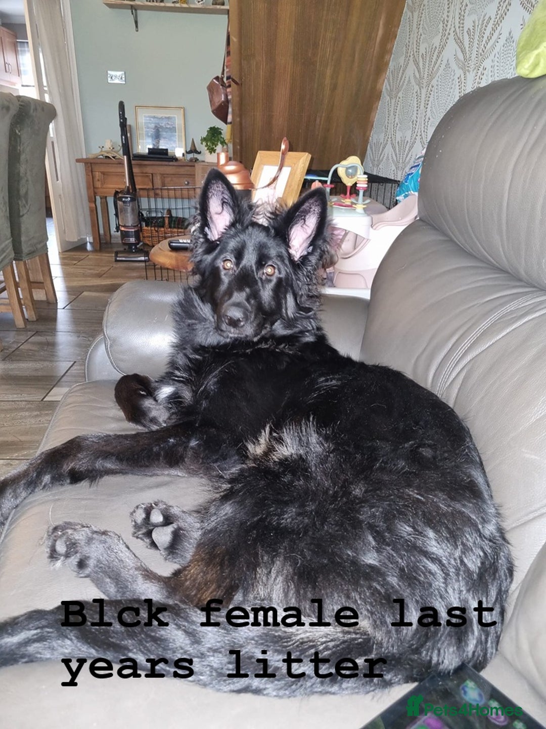 German Shepherd dogs for sale: hip scored DM Clear and DNA tested parents - Image 20