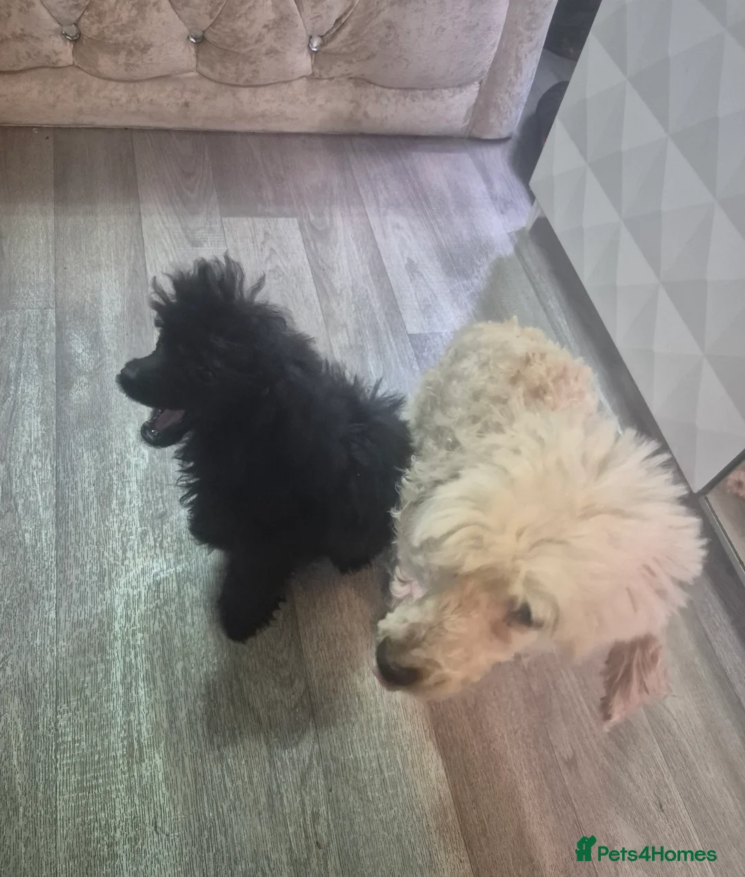 Toy Poodle dogs for sale: Poodle boys (toy x aisan) - Advert 24