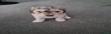 Cockapoo 4