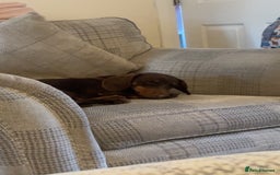 Dachshund dogs for sale: One year old male dachshund for sale - Image 1