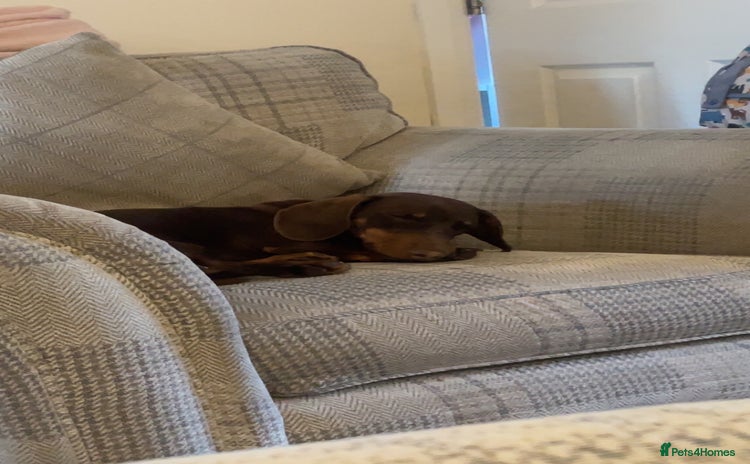 Dachshund dogs - Advert 11