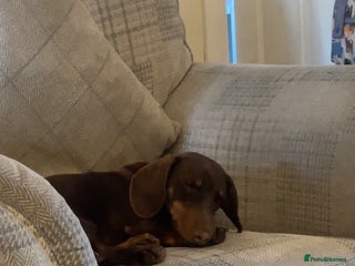 Dachshund dogs - Advert 29