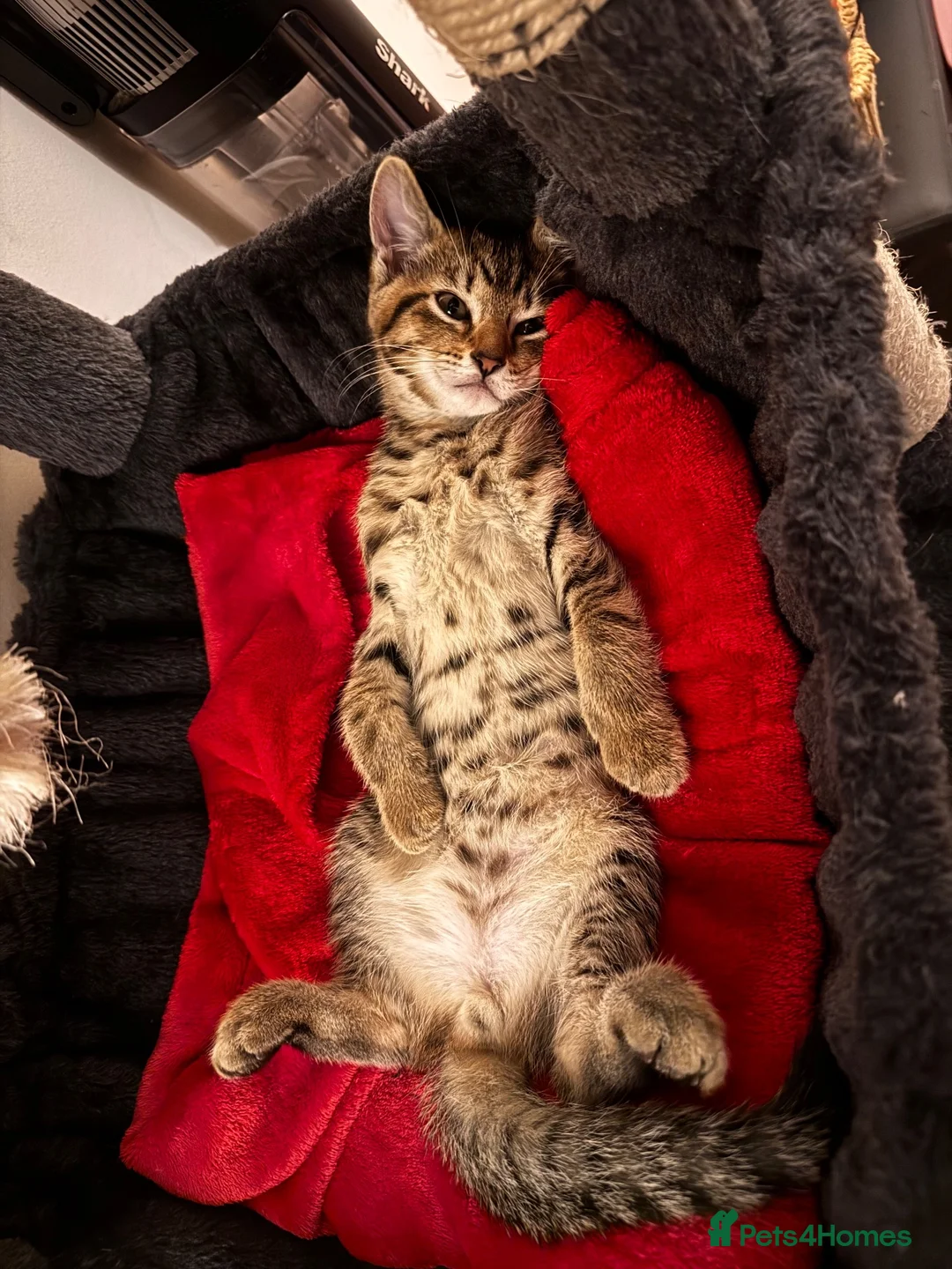 Mixed Breed cats for sale: Little boy ready to leave  - Advert 2