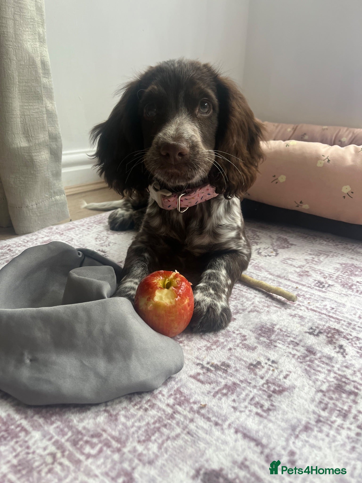 Sprocker dogs 4 month old sprocker - Advert 2