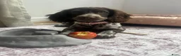 Sprocker dogs for sale: 4 month old sprocker - Advert 1