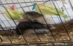 Mini Lion Lop rabbits for sale: Mini loin head lop  - Image 1