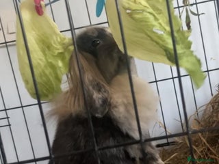 Mini Lion Lop rabbits - Advert 9