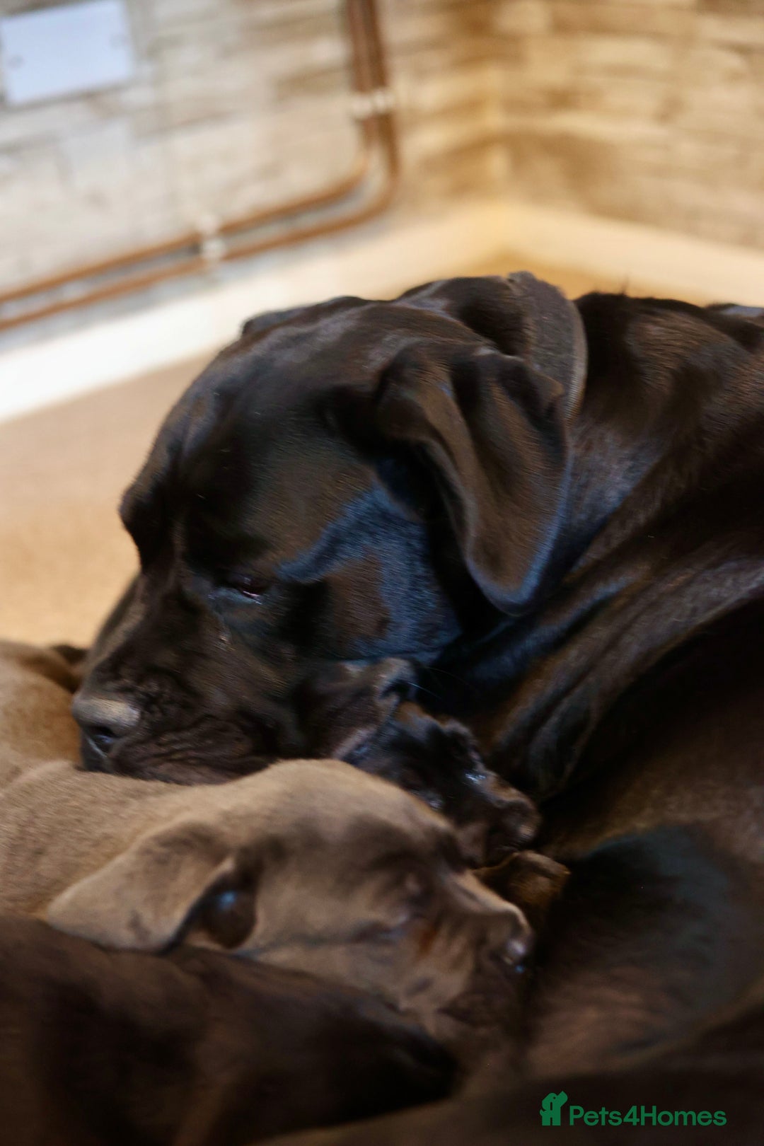 Cane Corso dogs for sale: Champion Lines Cane Corso puppies for sale - Image 14