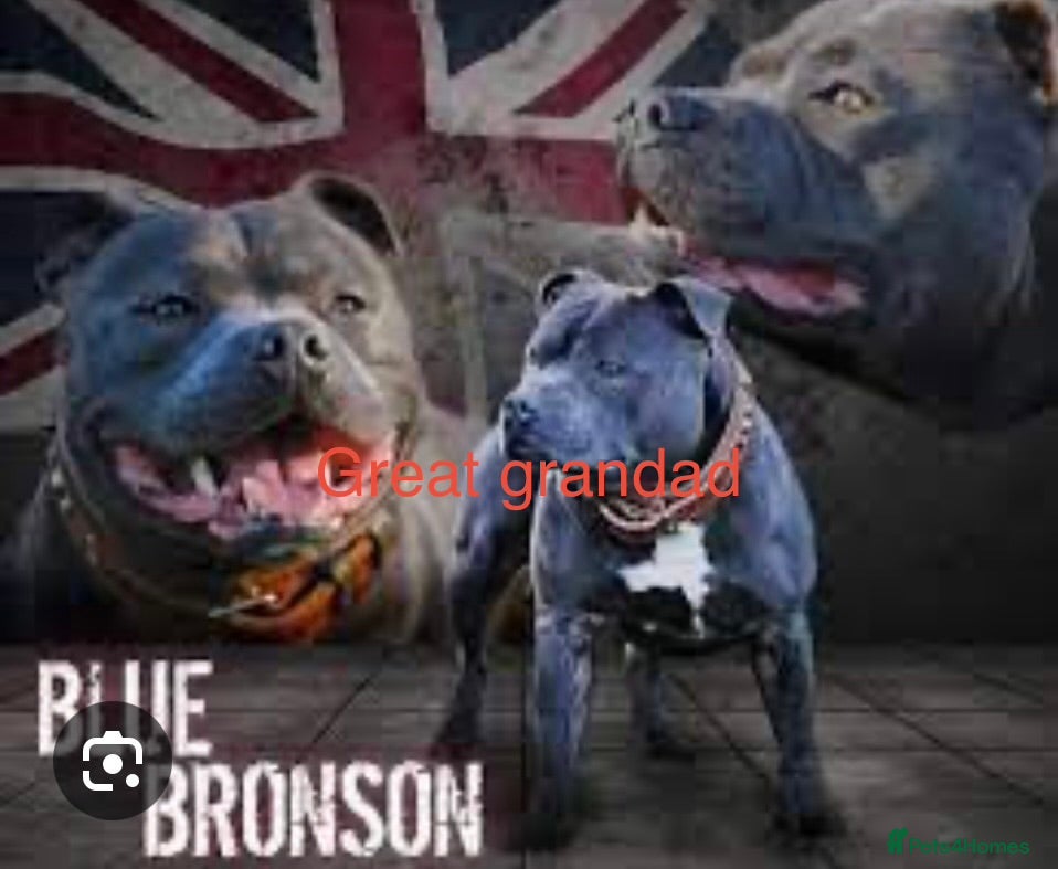 Staffordshire Bull Terrier dogs Blue Staffy pups valglo blood line  - Advert 15