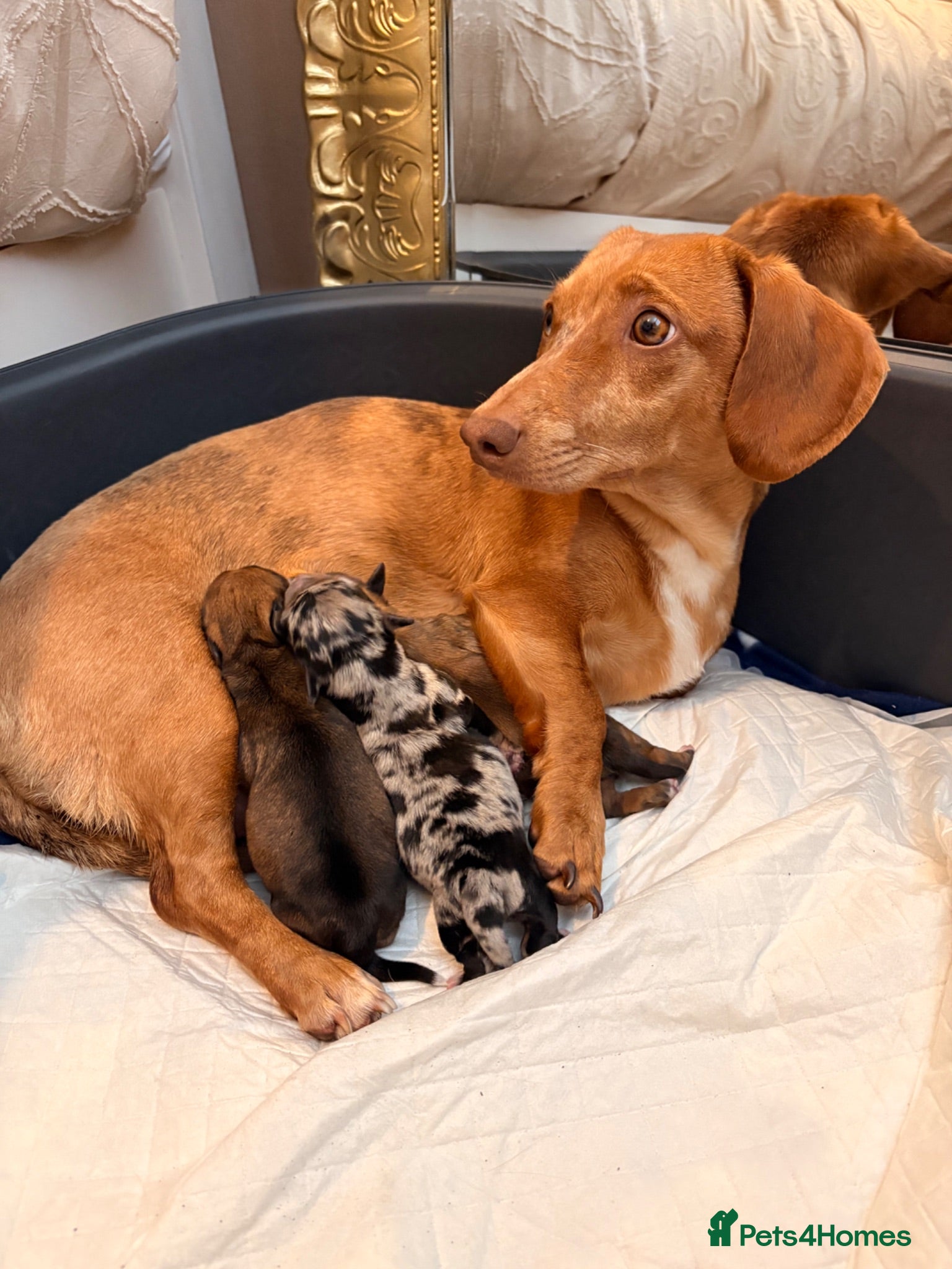 Mixed Breed dogs Doxie chon puppies 1 girl 2 boys  - Advert 1