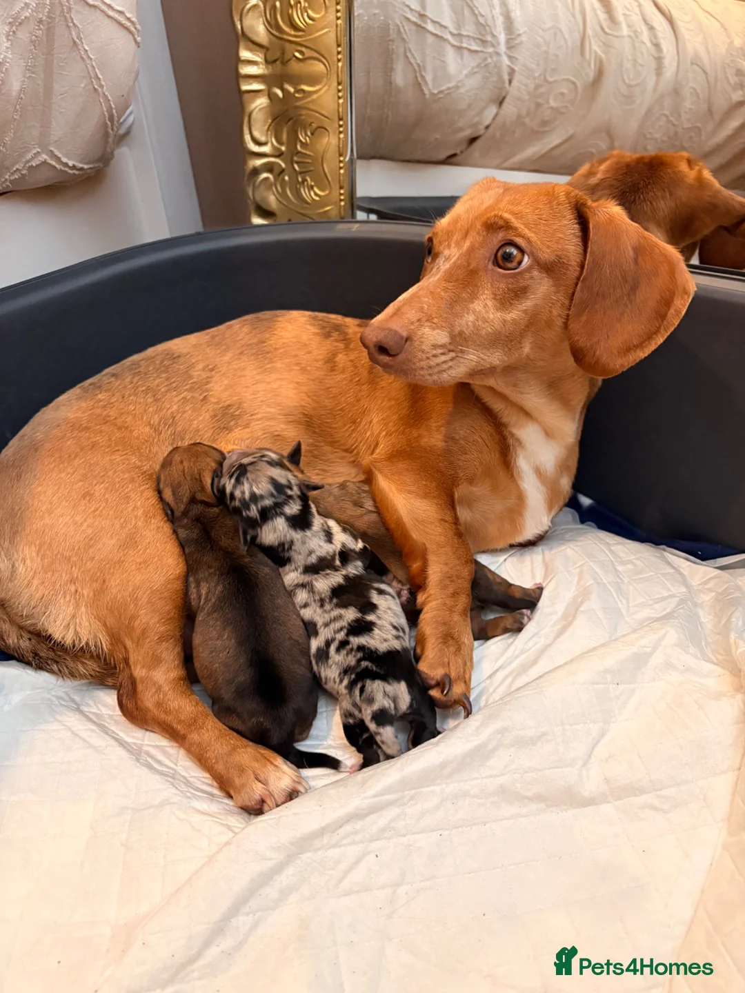 Mixed Breed dogs for sale: Doxie chon puppies 1 girl 2 boys  - Advert 1