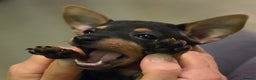 Miniature Pinscher dogs for sale: KC Registered 6 Pure Miniature Pinscher litter - Advert 12