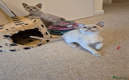 Burmese cats for sale: Beautiful Pedigree Burmese Kittens - Image 3