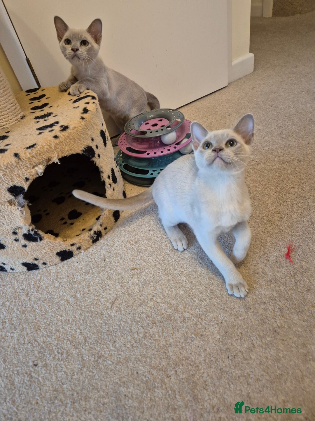 Burmese cats for sale: Beautiful Pedigree Burmese Kittens - Image 3