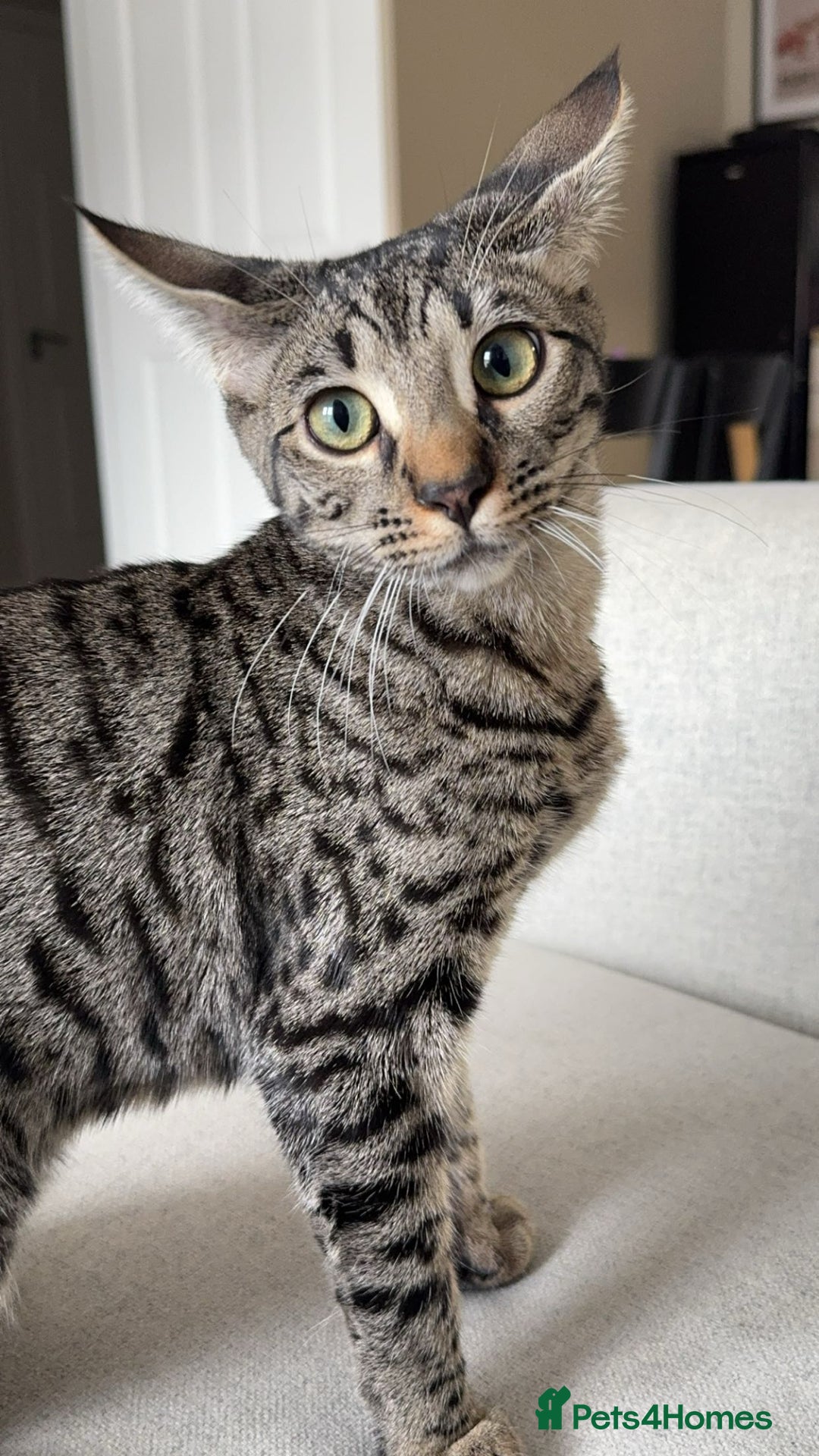 Bengal cats for sale: FREE X2 Bengal Female Sister Cats - 1 years old. - Image 5