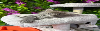 Maine Coon Kitten 1