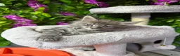Maine Coon cats for sale: Mainecoon  - Advert 9